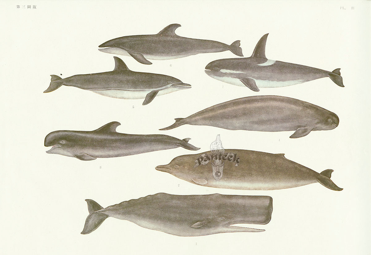 Aquatic Fish Pacific Orca, Dolphin, Porpoise, Sperm Whale