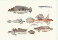 Aquatic Fish Pacific Pacific Sandeel - Panteek Antique Prints