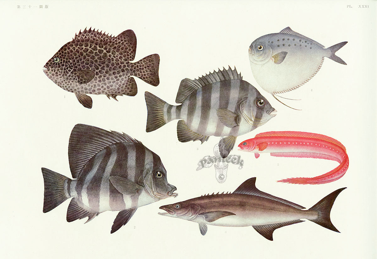 Aquatic Fish Pacific Parrotfish, Striped Boarfish, Moonfish