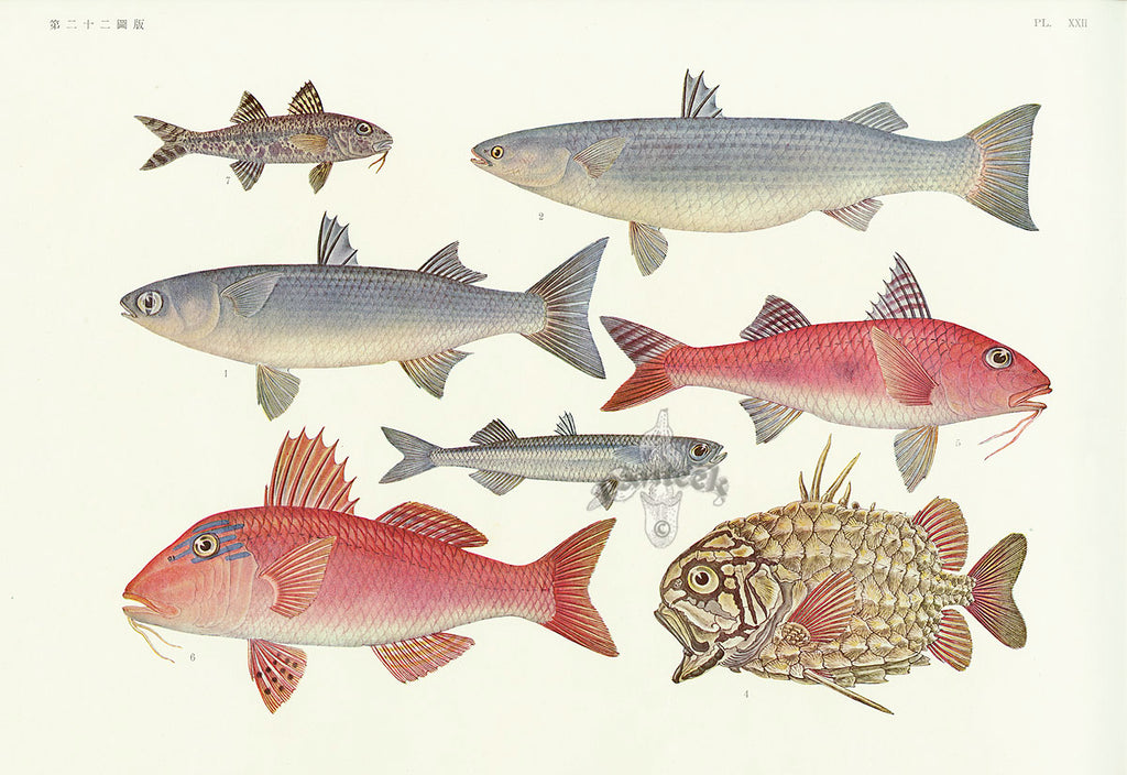 Coral, Starfish, Shell, Fishes | Panteek Antique Prints