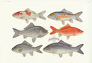 Aquatic Fish Pacific Red Carp, Golden Carp - Panteek Antique Prints