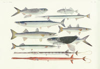 Aquatic Fish Pacific Red Cornetfish, Flying Fish, Three-spined Stickleback - Panteek Antique Prints