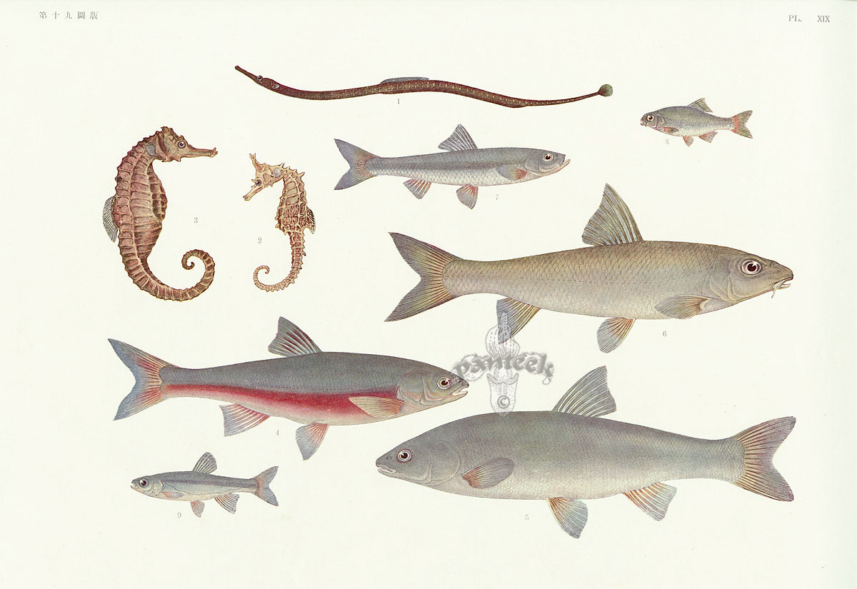 Aquatic Fish Pacific Seahorse, Seaweed Pipefish, Japanese Dark Chub