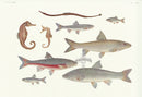 Aquatic Fish Pacific Seahorse, Seaweed Pipefish, Japanese Dark Chub - Panteek Antique Prints