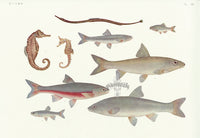 Aquatic Fish Pacific Seahorse, Seaweed Pipefish, Japanese Dark Chub - Panteek Antique Prints