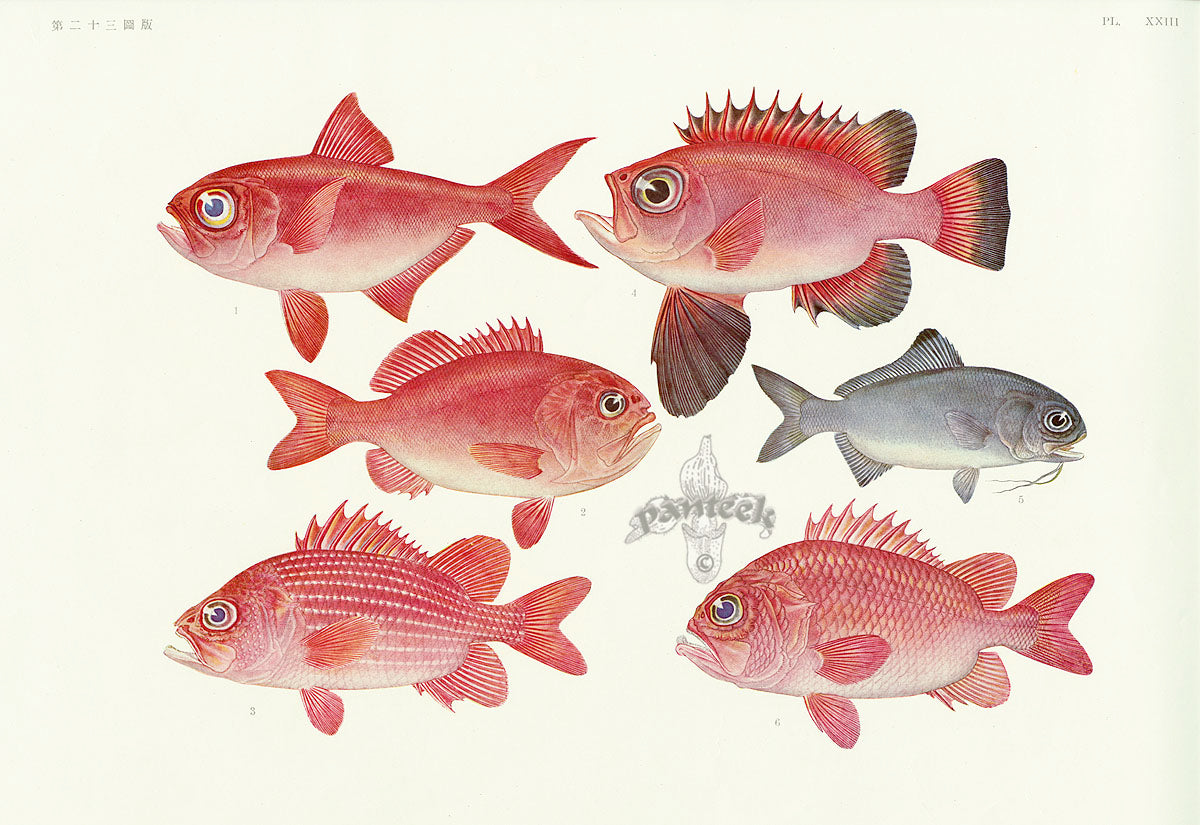 Aquatic Fish Pacific Silver Roughy, Squirrelfish, Silvereye