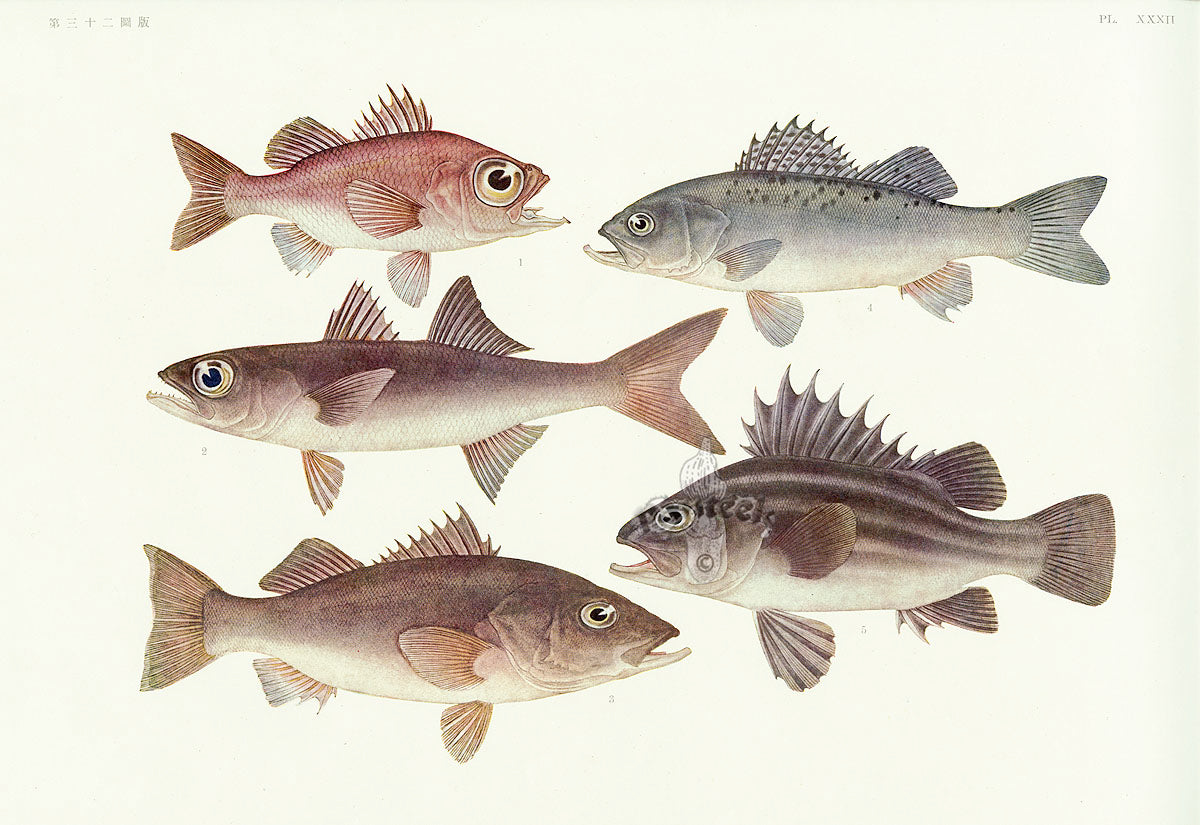 Aquatic Fish Pacific Silvergray Seaperch