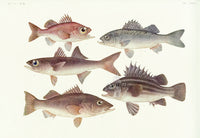 Aquatic Fish Pacific Silvergray Seaperch - Panteek Antique Prints