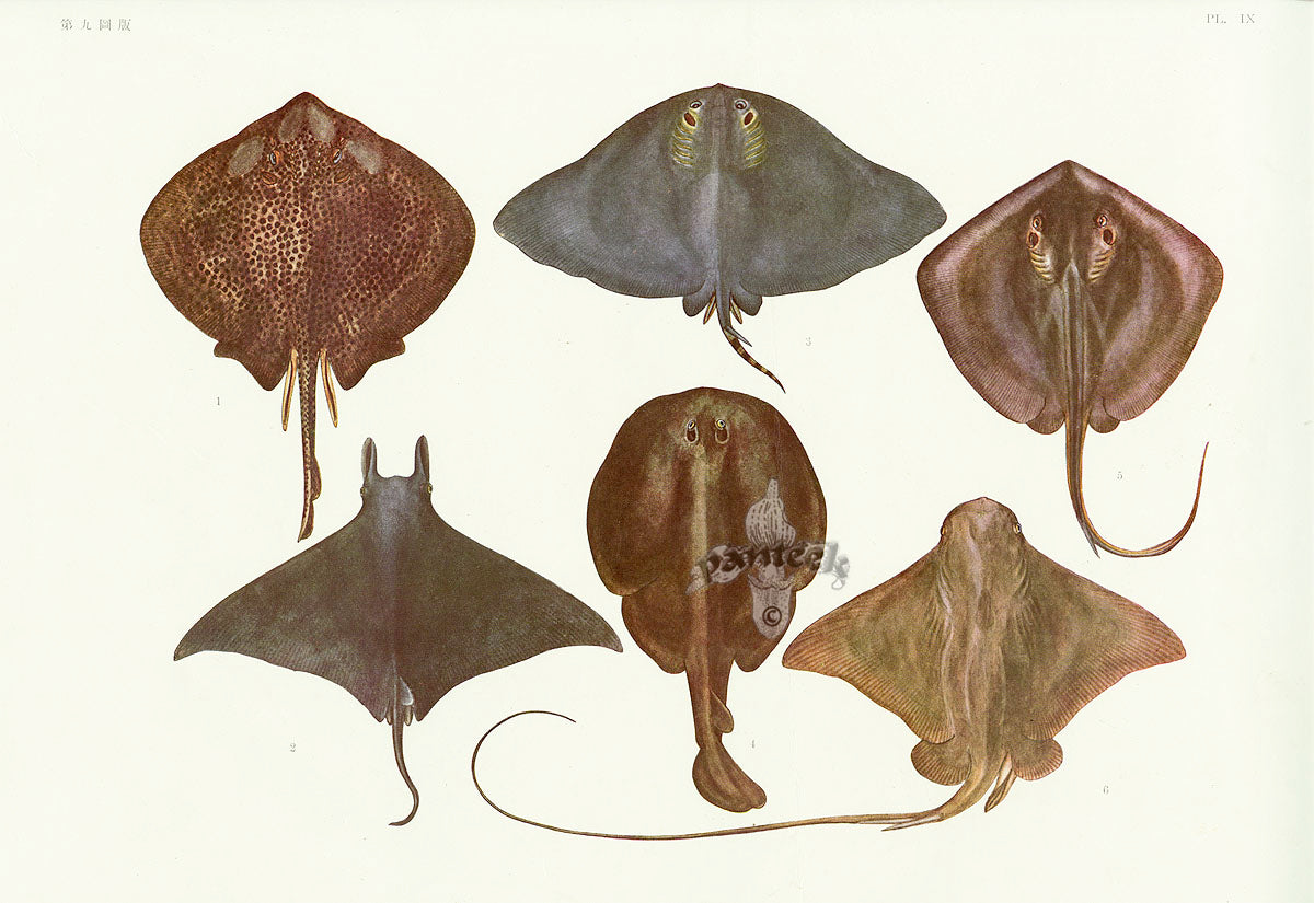 Aquatic Fish Pacific Skate, Ray