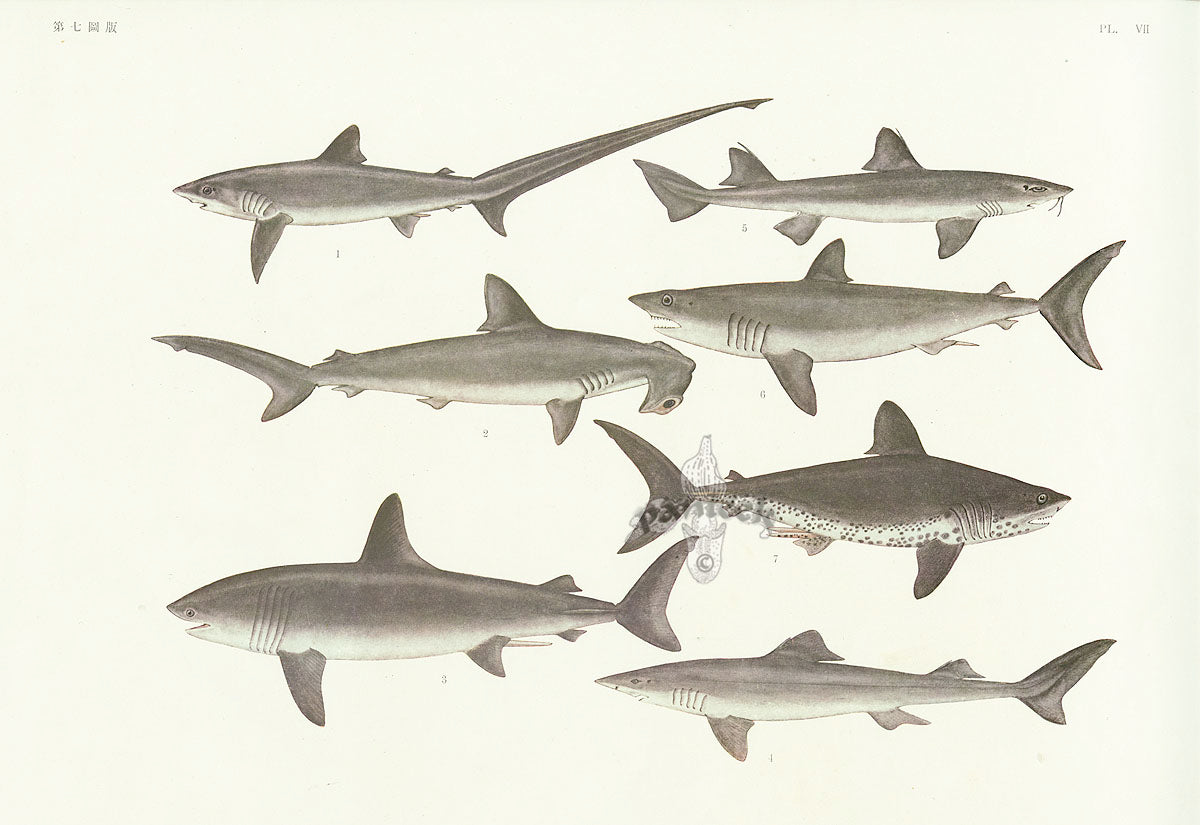 Aquatic Fish Pacific Smooth Hammerhead, Basking Shark