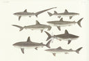 Aquatic Fish Pacific Smooth Hammerhead, Basking Shark - Panteek Antique Prints