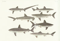 Aquatic Fish Pacific Smooth Hammerhead, Basking Shark - Panteek Antique Prints