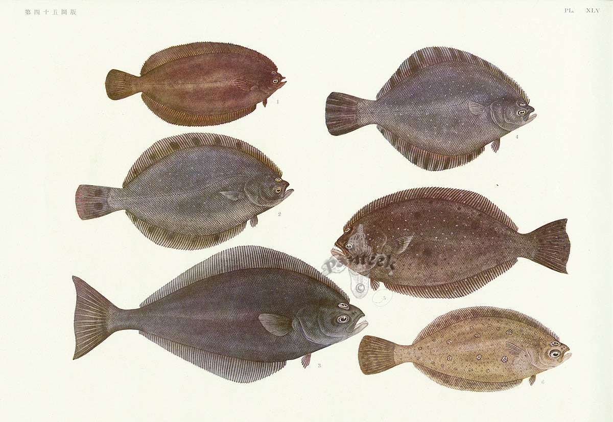 Aquatic Fish Pacific Spotted Halibut, Righteye Flounder