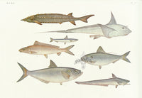 Aquatic Fish Pacific Sturgeon, Silver Chimaera - Panteek Antique Prints
