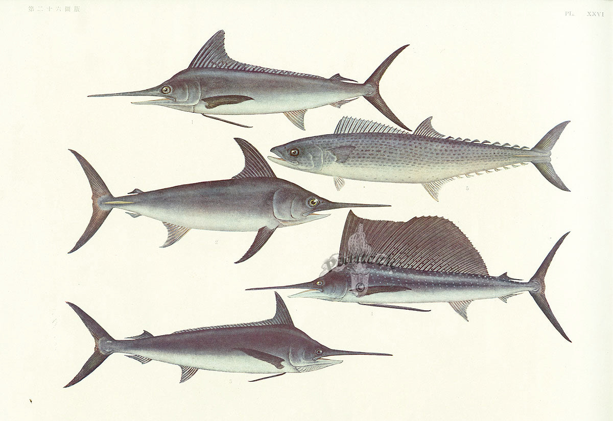 Aquatic Fish Pacific Swordfish, Japanese Spanish Mackerel, Sailfish