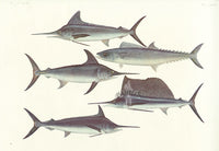 Aquatic Fish Pacific Swordfish, Japanese Spanish Mackerel, Sailfish - Panteek Antique Prints