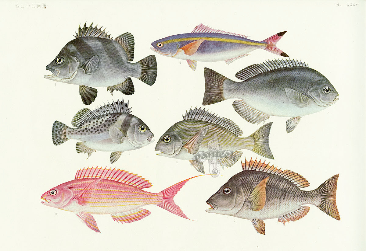 Aquatic Fish Pacific Threebanded Sweetlip, Gilthead, Emperor Fish