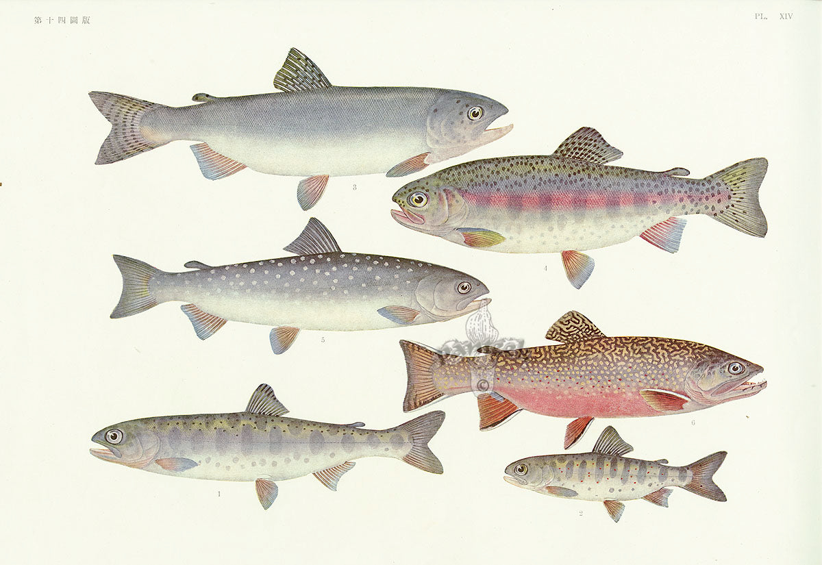 Aquatic Fish Pacific Trout, Salmon