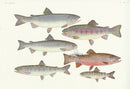 Aquatic Fish Pacific Trout, Salmon - Panteek Antique Prints