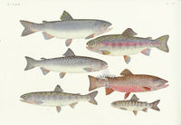 Aquatic Fish Pacific Trout, Salmon - Panteek Antique Prints