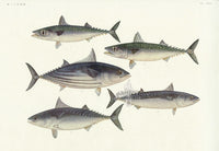 Aquatic Fish Pacific Tuna, Pacific Bonito, Pacific Mackerel - Panteek Antique Prints