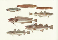 Aquatic Fish Pacific White Spotted Eel, Alaska Pollock - Panteek Antique Prints