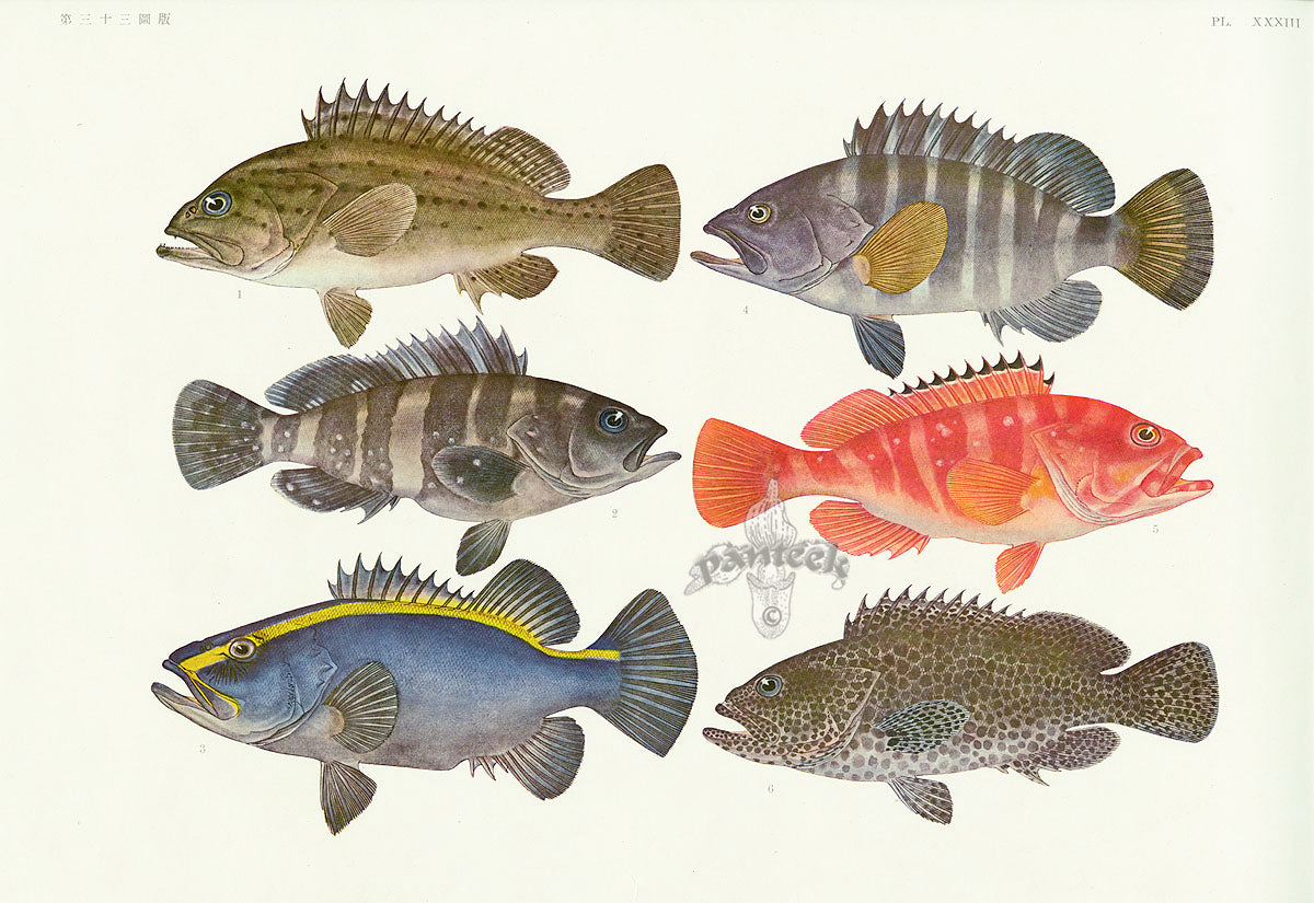 Aquatic Fish Pacific Yellowfin Bream, Spotted Grouper, Bass