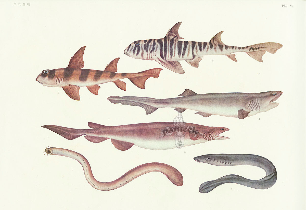 Aquatic Fish Pacific Zebra Bullhead Shark, Frill Shark