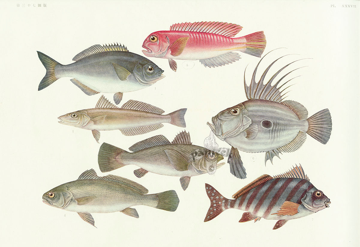 Aquatic Fish Pacific Zeus Fish, Surf Perch, Red Tilefish