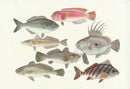Aquatic Fish Pacific Zeus Fish, Surf Perch, Red Tilefish - Panteek Antique Prints