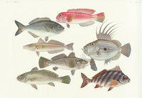Aquatic Fish Pacific Zeus Fish, Surf Perch, Red Tilefish - Panteek Antique Prints