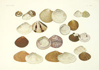 Aquatic Plants and Animals Bittersweet, Lucine Clams - Panteek Antique Prints