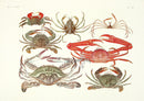 Aquatic Plants and Animals Blue Horse Crab, Mangrove Crab, Fossil Crab - Panteek Antique Prints