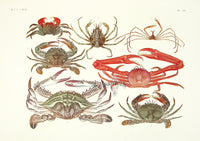 Aquatic Plants and Animals Blue Horse Crab, Mangrove Crab, Fossil Crab - Panteek Antique Prints