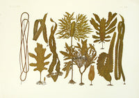 Aquatic Plants and Animals Chorda, Eisenia, Laminaria, Ecklonia Seaweeds - Panteek Antique Prints