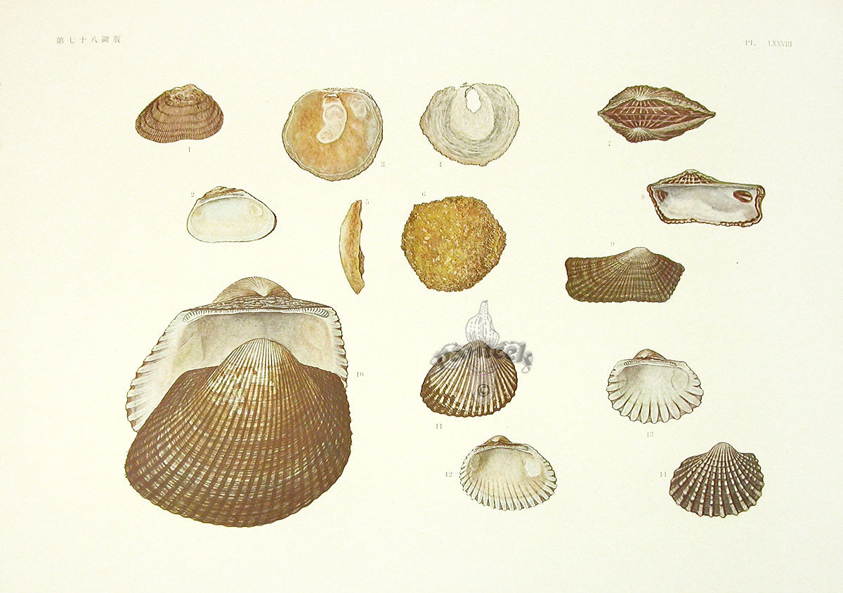 Cockleshell Print Aquatic Plants and Animals Cockle Shells, Blood Clams, Callista Shells ...