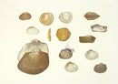 Aquatic Plants and Animals Cockle Shells, Blood Clams, Callista Shells - Panteek Antique Prints