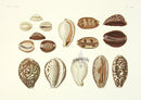 Aquatic Plants and Animals Cowrie Shells - Panteek Antique Prints