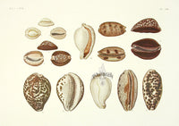 Aquatic Plants and Animals Cowrie Shells - Panteek Antique Prints