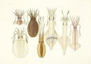 Aquatic Plants and Animals Cuttlefish, Sword-tip Squid, Reef Squid - Panteek Antique Prints