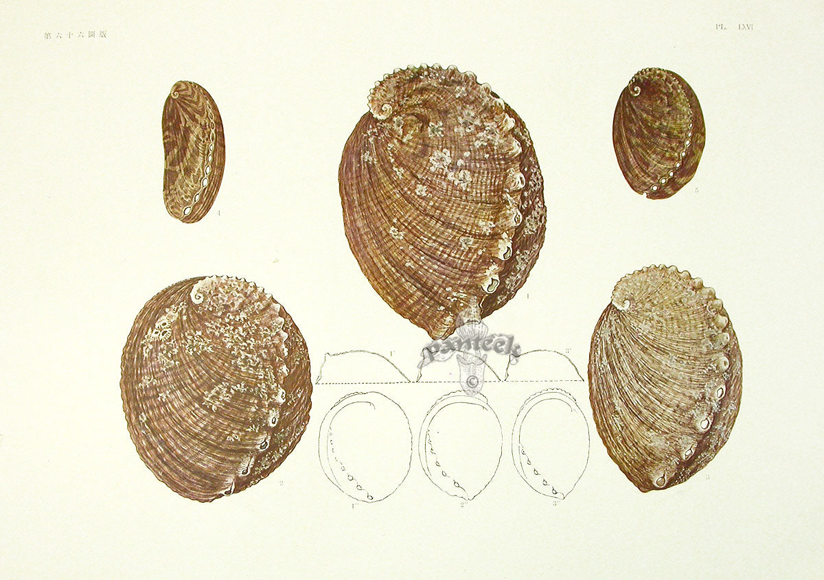 Aquatic Plants and Animals Giant Abalone, Haliotus Abalone