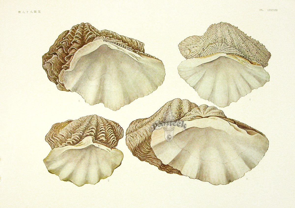 Aquatic Plants and Animals Giant Clam, Maxima Clam, Scaled Clam