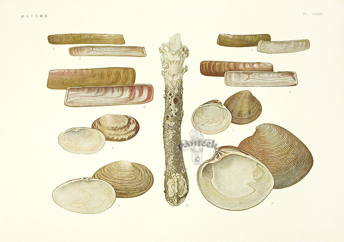 Aquatic Plants and Animals Giant Razor Shells, Clam Shells, Ark Shells ...
