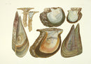 Aquatic Plants and Animals Hammer Oyster, Pearl Oyster, Short-Necked Clam - Panteek Antique Prints