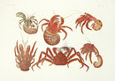 Aquatic Plants and Animals Hermit Crabs, Red King Crab, Coconut Crab - Panteek Antique Prints