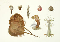 Aquatic Plants and Animals Horseshoe Crab, Barnacles, Mantis Shrimp - Panteek Antique Prints