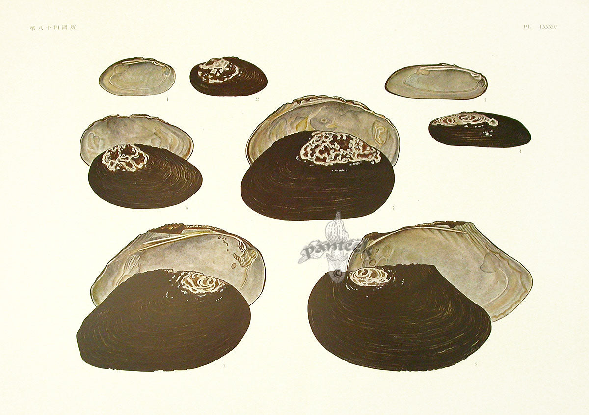 Aquatic Plants and Animals Mussels, Pearl Mussels