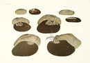 Aquatic Plants and Animals Mussels, Pearl Mussels - Panteek Antique Prints