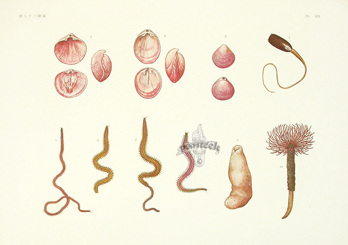 Aquatic Plants and Animals Shells and Creatures