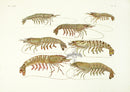 Aquatic Plants and Animals Shrimp, Prawns - Panteek Antique Prints